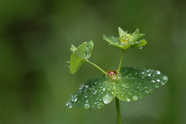 Euphorbia esula