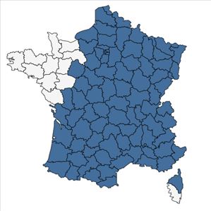 Répartition de Rumex obtusifolius L. en France