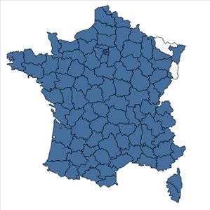 Répartition de Sagina apetala Ard. en France
