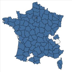 Répartition de Salix x rubens Schrank en France