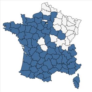 Répartition de Salvia verbenaca L. en France