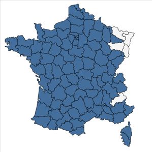 Répartition de Arum italicum Mill. en France