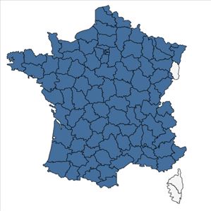 Répartition de Scrophularia auriculata L. en France