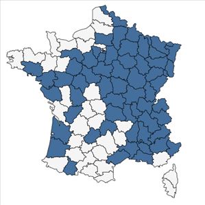 Répartition de Sedum sexangulare L. en France