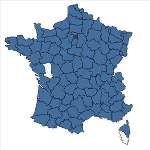 Répartition de Senecio inaequidens DC. en France