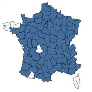 Répartition de Silaum silaus (L.) Schinz & Thell. en France