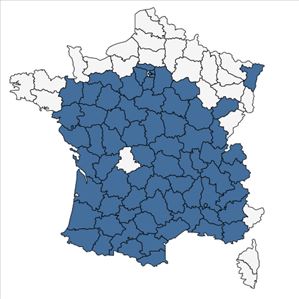 Répartition de Silene baccifera (L.) Roth en France