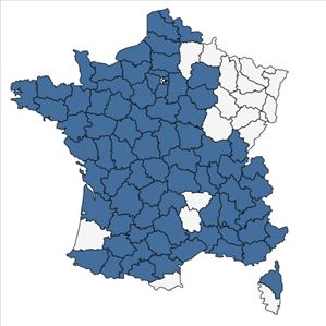 Répartition de Sison amomum L. en France