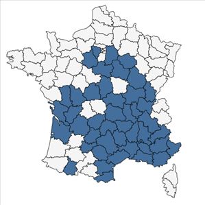 Répartition de Sisymbrella aspera (L.) Spach en France