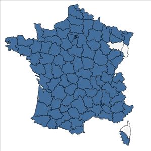 Répartition de Sisymbrium officinale (L.) Scop. en France