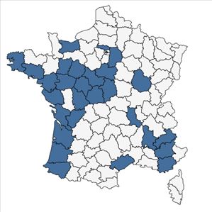 Répartition de Solanum physalifolium Rusby en France