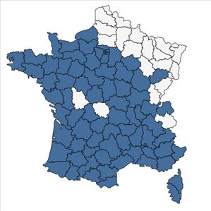 Répartition de Spartium junceum L. en France