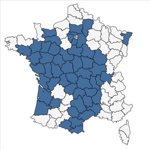 Répartition de Spergula morisonii Boreau en France