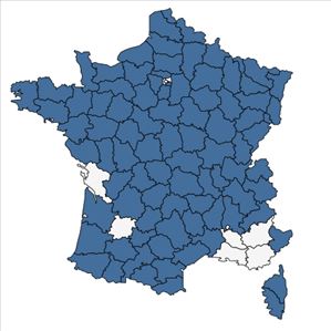 Répartition de Stellaria alsine Grimm en France