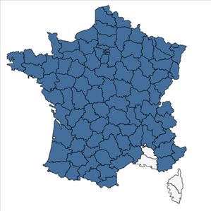 Répartition de Stellaria graminea L. en France