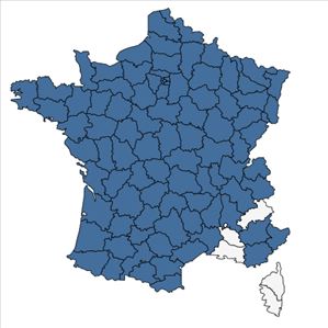 Répartition de Stellaria holostea L. en France
