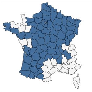 Répartition de Symphyotrichum lanceolatum (Willd.) G.L.Nesom en France