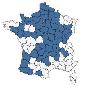 Répartition de Symphyotrichum novi-belgii (L.) G.L.Nesom en France