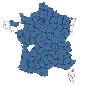 Répartition de Syringa vulgaris L. en France