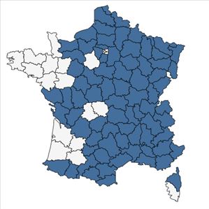 Répartition de Thalictrum minus L. en France