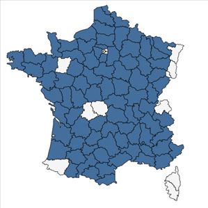 Répartition de Thesium humifusum DC. en France