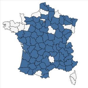Répartition de Tragus racemosus (L.) All. en France
