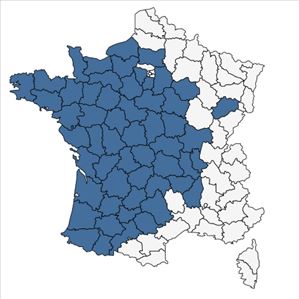 Répartition de Ulex minor Roth en France