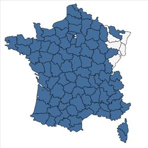 Répartition de Verbascum pulverulentum Vill. en France