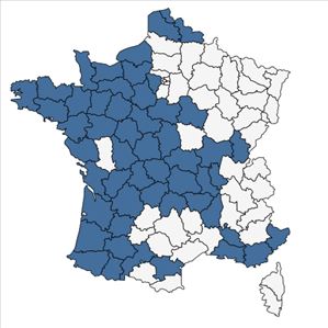 Répartition de Verbascum virgatum Stokes en France