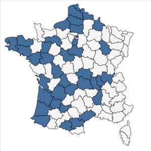 Répartition de Verbena bonariensis L. en France