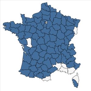 Répartition de Veronica agrestis L. en France