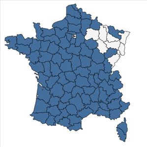 Répartition de Vicia lutea L. en France