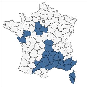 Répartition de Vicia serratifolia Jacq. en France