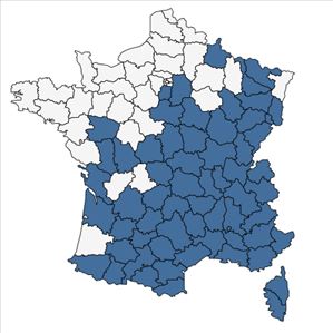 Répartition de Viola alba Besser en France