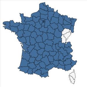 Répartition de Viola riviniana Rchb. en France