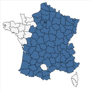 Répartition de Viscum album L. en France