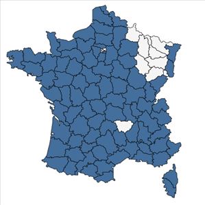 Répartition de Vulpia ciliata Dumort. en France