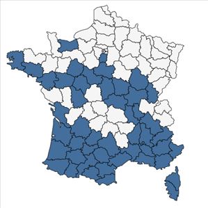 Répartition de Xanthium strumarium L. en France