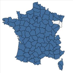 Répartition de Atriplex patula L. en France