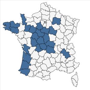 Répartition de Baldellia repens subsp. cavanillesii (Molina Abril, A.Galán, Pizarro & Sard.Rosc.) Talavera en France