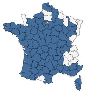 Répartition de Corrigiola litoralis L. en France