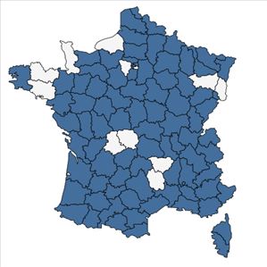 Répartition de Euphorbia platyphyllos L. en France