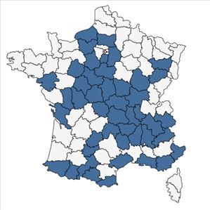 Répartition de Filago lutescens Jord. en France
