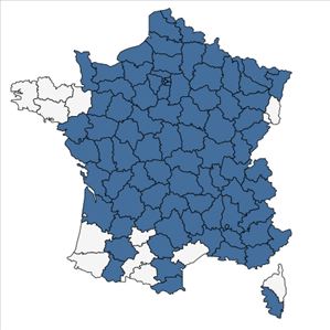 Répartition de Laburnum anagyroides Medik. en France