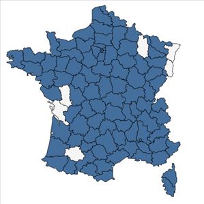 Répartition de Lunaria annua L. en France