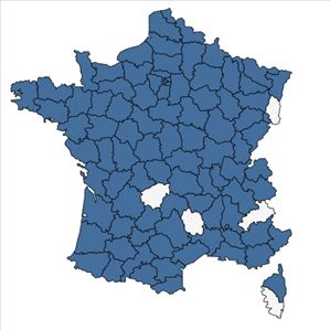 Répartition de Ranunculus sceleratus L. en France