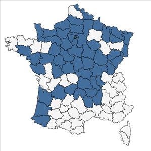 Répartition de Rumex thyrsiflorus Fingerh. en France