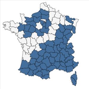 Répartition de Sedum dasyphyllum L. en France