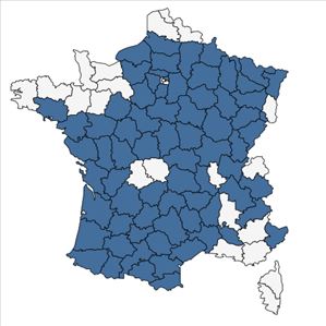 Répartition de Seseli montanum L. en France