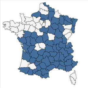 Répartition de Tanacetum corymbosum (L.) Sch.Bip. en France